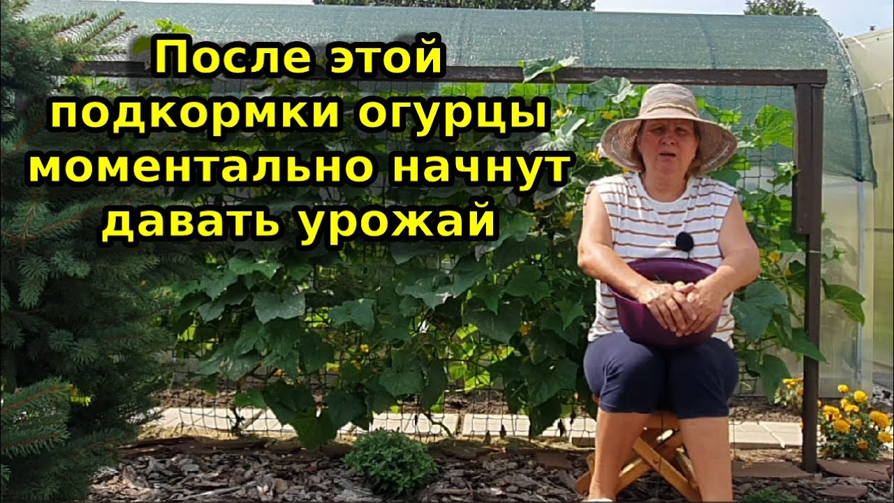 Подкормка рассады огурцов. Какой селитрой подкормить огурцы. Какой селитрой подкормить огурцы. Удобрения для растений. Схема удобрения огурцов.