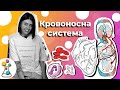 Функції серця. Як працює система кровообігу | Анатомія