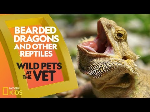 bearded-dragons-and-other-reptiles-|-wild-pets-at-the-vet