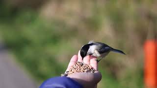 Chickadees eating from Brandons hand