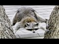 Funniest Raccoon Videos