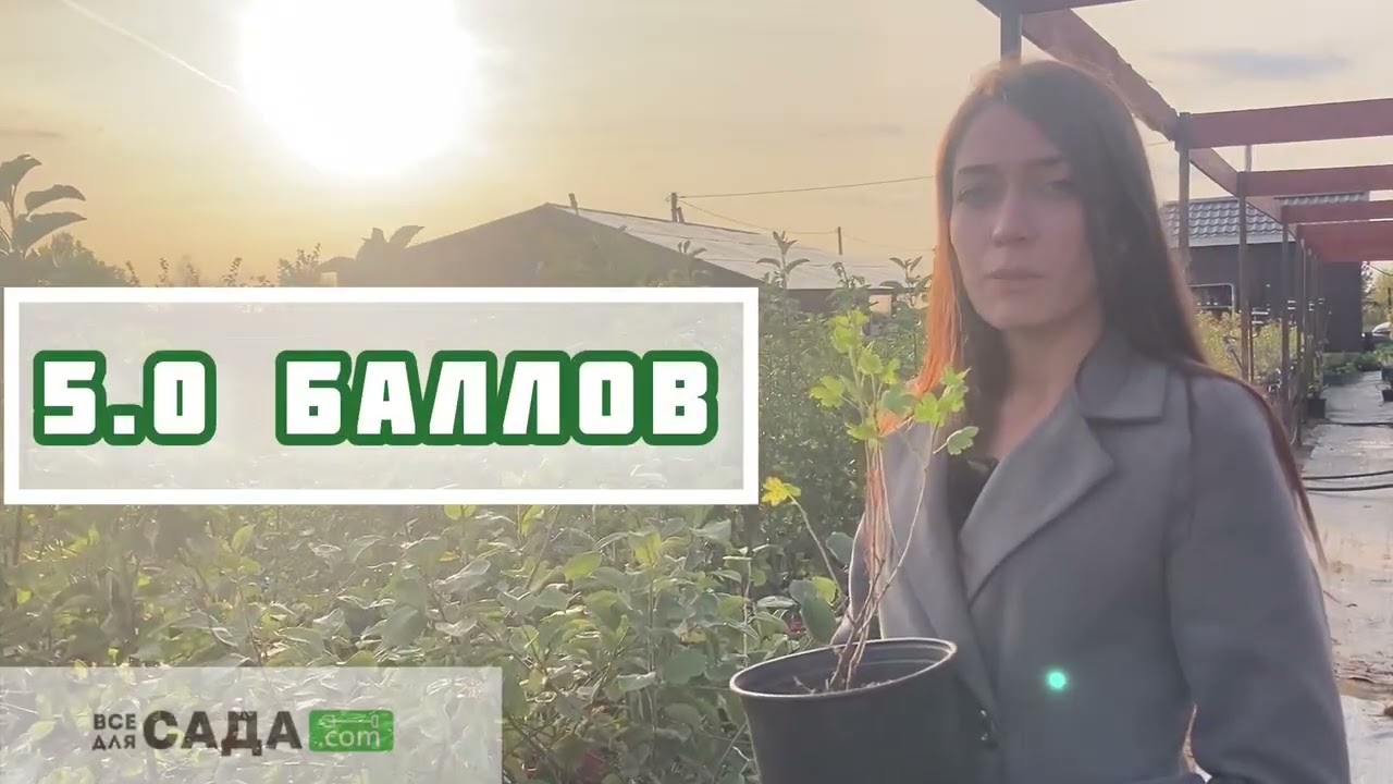 Крыжовник Берилл характеристика и описание сорта