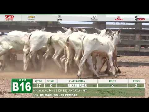 LOTE B16 CRIAS