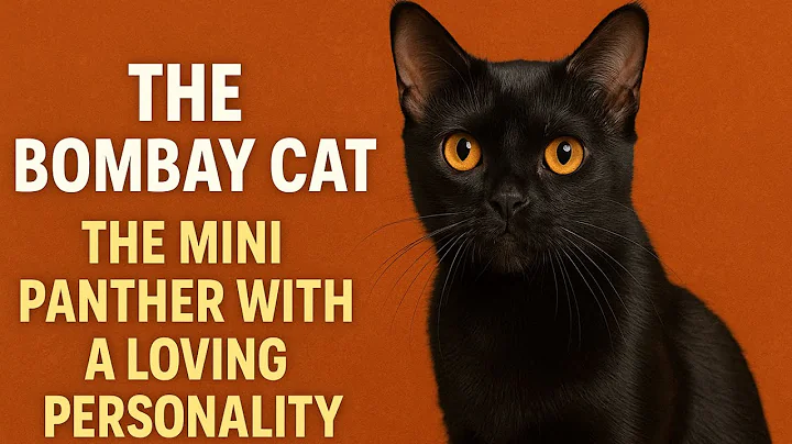 Watch the video about The Bombay Cat | The Mini Panther with a Loving Personality