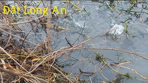 Cắm câu mồi này đầu mùa lũ là bắt hết cá trê || fishing || Đất Long An