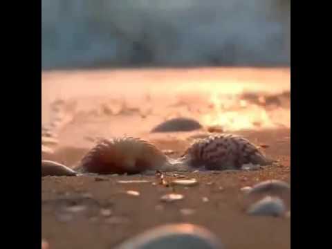 صدف البحر مع آيه