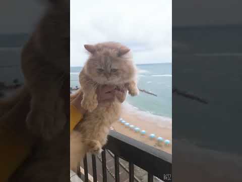 اسكندريه يامحلاها