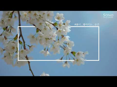 🌸2025비발디파크 봄봄 주간 [봄날의 햇살]🌸