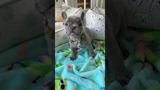 “ Every once in a while we will have a chatty Frenchie pup who I take way too much video of!