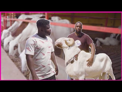 He Left the Uk & Now Own The Biggest Sheep Farm In The Gambia