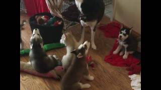 Howling Husky Puppies