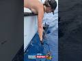 Caught a sailfish , big and strong #fishing