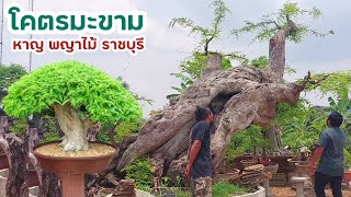 บอนไซมะขามยักษ์ใหญ่แห่งเมืองราชบุรี สวนพี่หาญ พญาไม้