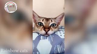kore nani neko tiktok cat compilation | afuneko song