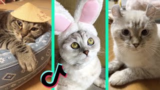 kore nani neko tiktok cat compilation | afuneko song Resimi