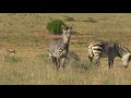 SOUTH AFRICA blesbok, eland and more, Mountain Zebra n.p. (18 Oct 2015)