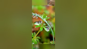 سورة المجادلة          ( القارئ وديع اليمنى ) -(Wadee Al Yemeni)  Al-Mujadala  Surah