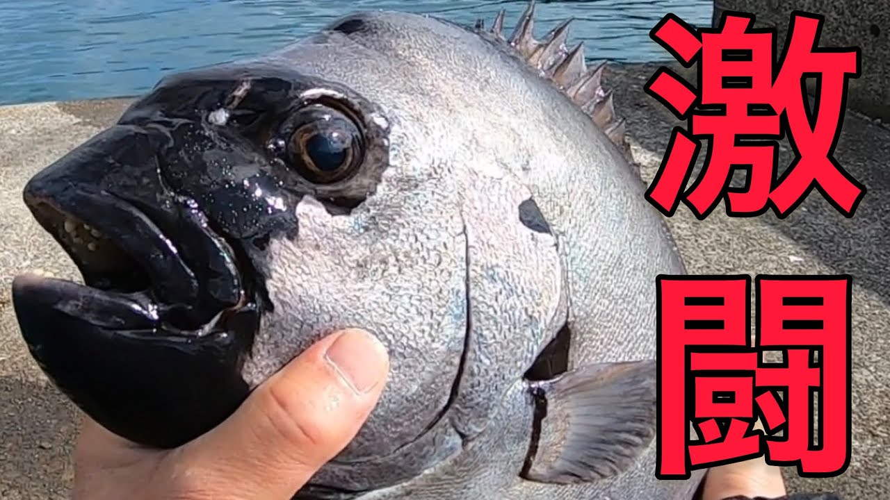 自己新記録のイシダイを漁港で釣り上げる！！【かぶせ釣り】