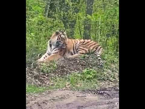 Амурский тигр