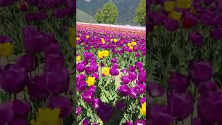 Wonderful Colorful Tulip #flowers #shorts #beautiful