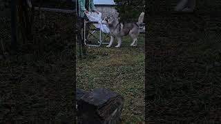 пешеходы по лужам