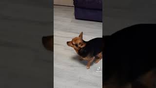 Собака обожает танцевать