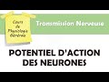 Physiologie Générale - Potentiel d'action des Neurones