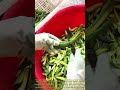 Cool technique for cutting freshly harvested cucumbers: amazing cucumber cutting and handling