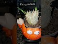 April's New Plant Haul 💚🪴 #planthaul #newplants #houseplants #plantcommunity