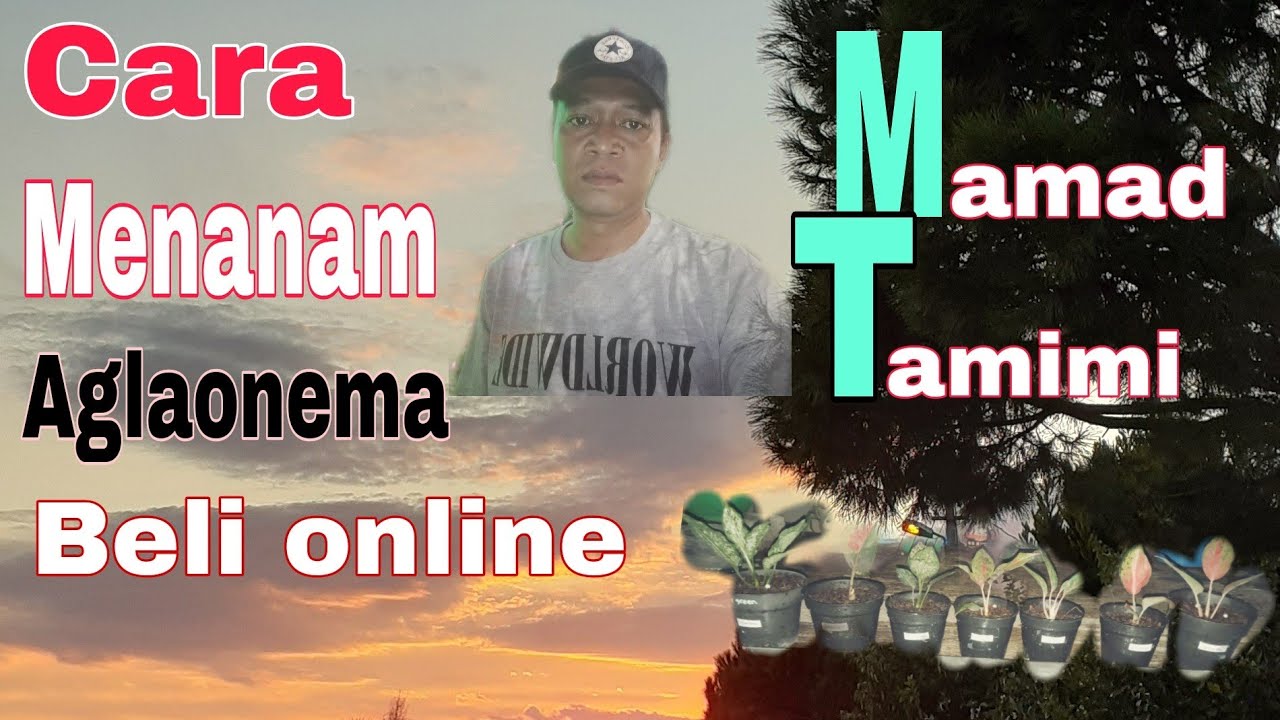 Cara Menanam Aglaonema beli online 