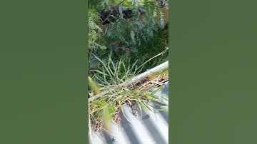 Gutter Cleaning in Athelstone | Somebody got to do the dirty job