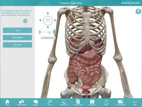 Video: Tilbehør Til Venstre-lever-arterie-anatomi, Funktion Og Diagram - Body Maps