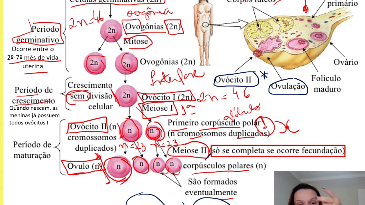 Com Relação A Gametogenese Humana é Correto Afirmar Que