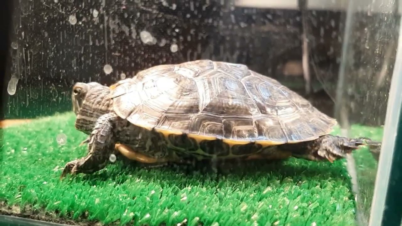 Заболела черепаха. Что нужно знать при лечении черепахи. Как не надо лечить красноухую черепаху