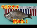 【釣り】vol.3～堤防でウミタナゴ＆4コマ漫画～ の動画、YouTube動画。