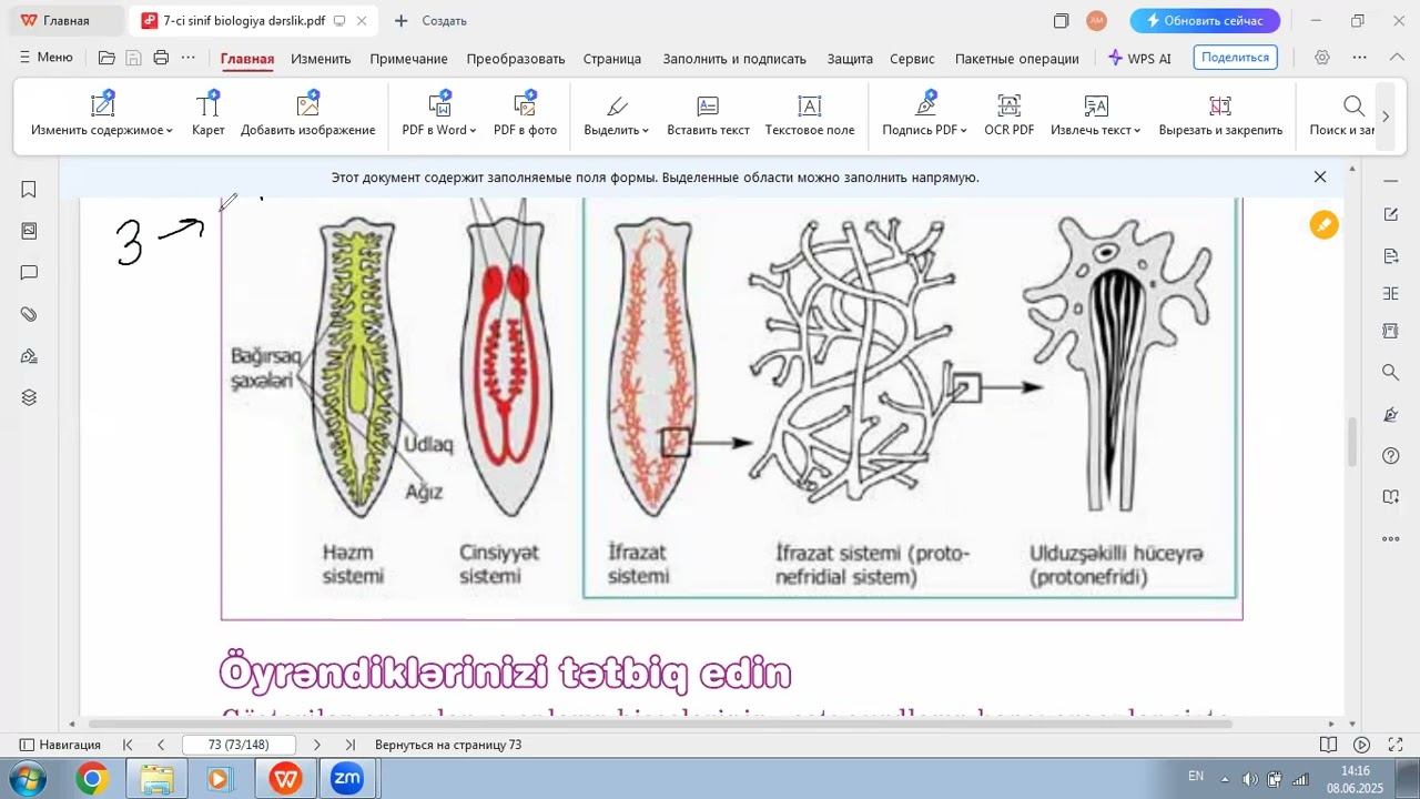 Yastı qurdlar tipi ( Ağ planari, qaraciyər sorucusu, dənəvər exinakokun inkişaf tsikli)