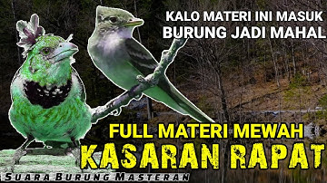 MATERI MEWAH BIKIN BURUNG MAHAL || MASTERAN KASARAN MEWAH UNTUK ISIAN