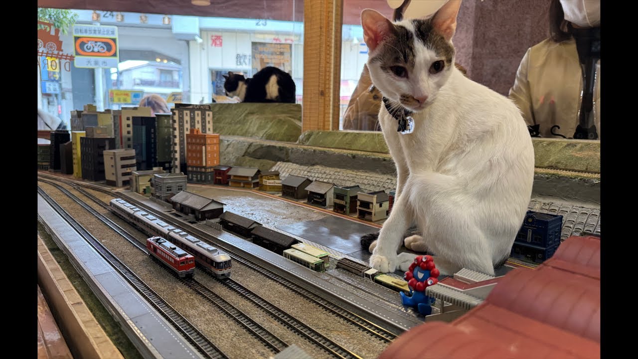 Please support the cats with your Super Chats! 定点Live