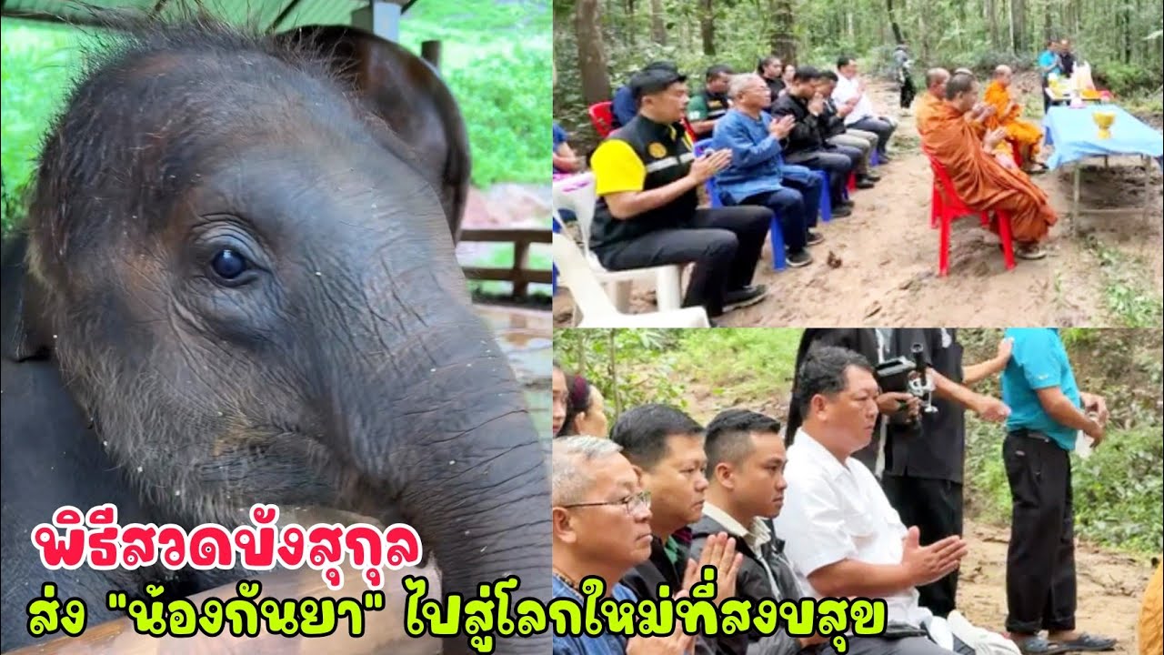 พิธีสวดบังสุกุลให้น้องกันยา รพ.ช้าง คุณหนูนา ร่มแดนช้าง พ่อภูวัว ร่วมเป็นเจ้าภาพส่งกันยาครั้งสุดท้าย