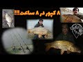 ماهیگیری ماهی کپور با قلاب یک روز ماهیگیری کپورگیری بهاری پر از صید و لحظه های زیبای کارپ ران 