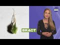 Cannabis 101 Course - Morning Marijuana News
