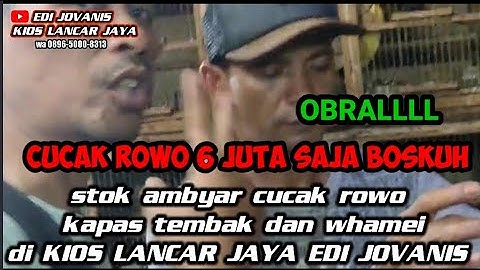 stok ambyar cucak rowo, whamei dan sikatan londo di KIOS LANCAR JAYA EDI JOVANIS kamis 7 juli 2022