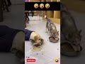 Husky and Labrador eating food funny videos  #husky #Labrador #dog #funnypets #shortsvideo #funny