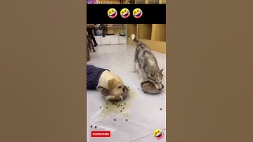 Husky and Labrador eating food funny videos  #husky #Labrador #dog #funnypets #shortsvideo #funny