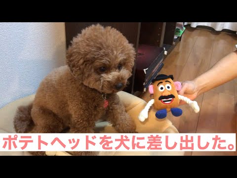 犬 トイプードルのちゃみにトイストーリーのポテトヘッドのおもちゃを買ってあげたよ Potato Head Of Toy Story Was Given To Toy Poodle Youtube