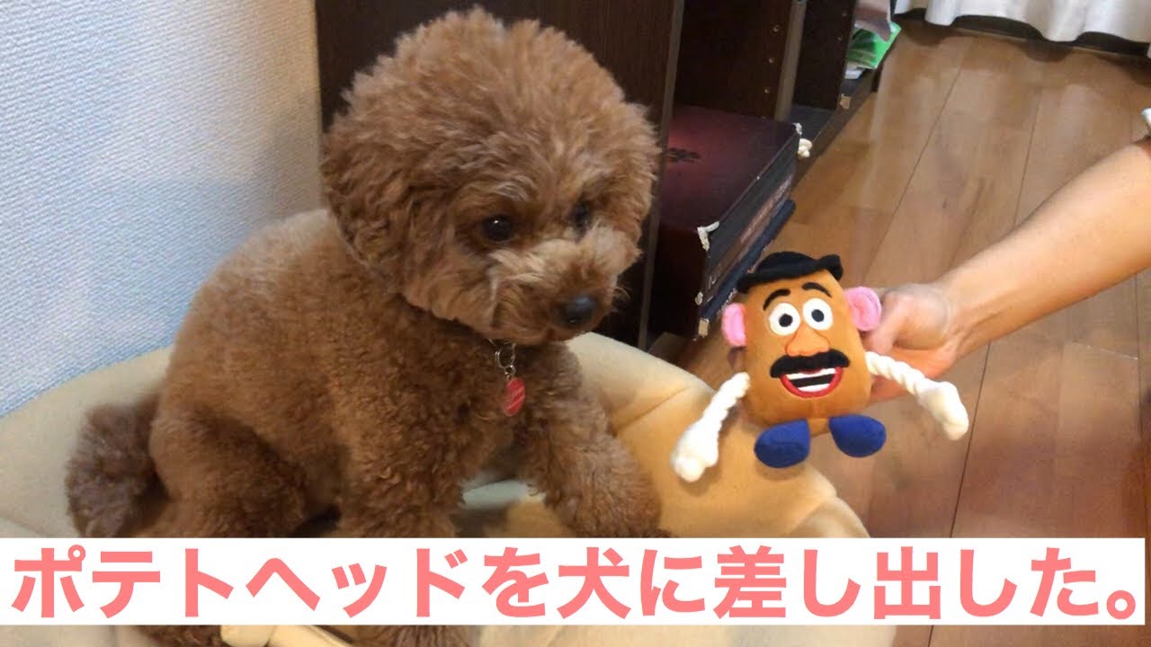 犬 トイプードルのちゃみにトイストーリーのポテトヘッドのおもちゃを買ってあげたよ Potato Head Of Toy Story Was Given To Toy Poodle Youtube