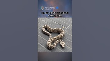 Ular Berekor Laba-laba #faktaunik