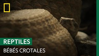 Naissance De 12 Petits Crotales