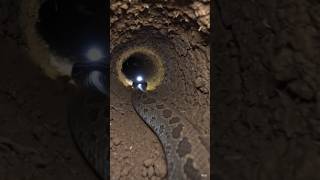 🐍 What if you could see the world through a venomous snake’s eyes? 🐍 ☠️ #viral