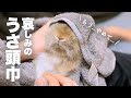 もう逃げられない...ウサギ絶望の時間がやってきたNo.158